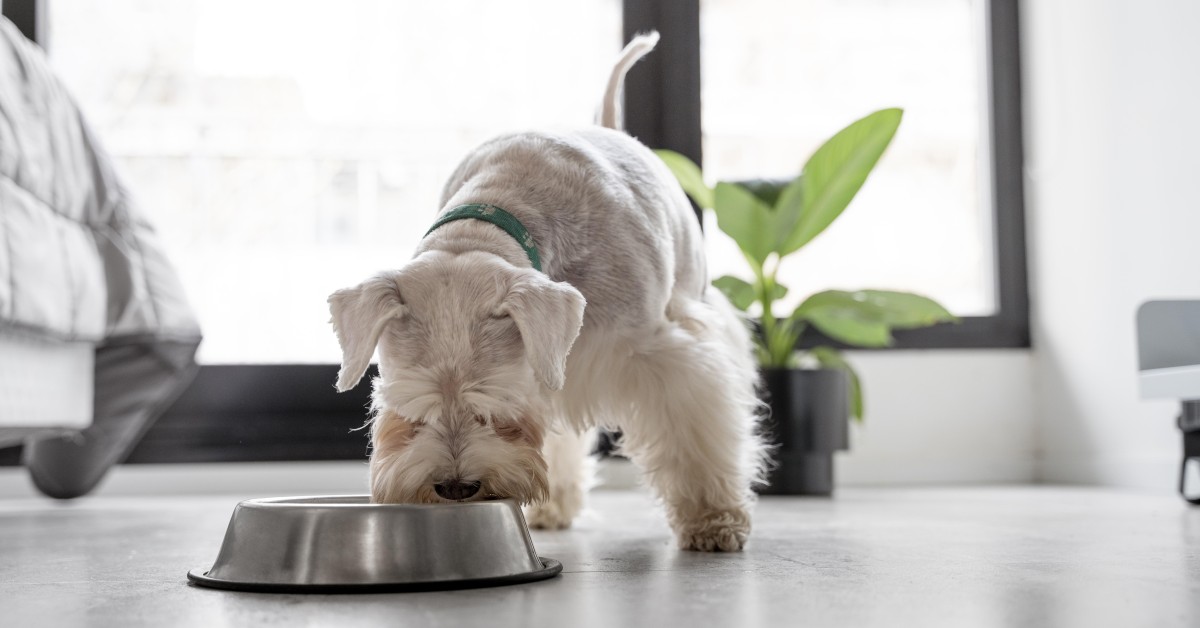 Switch Up Your Dog’s Diet this Summer Season